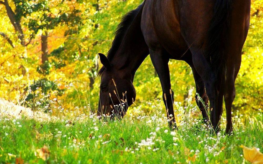 Здоровье лошади