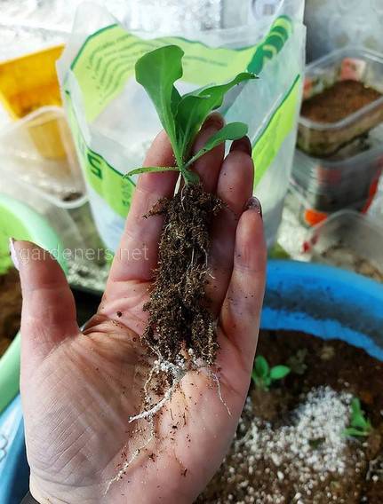 Выращивание рассады петунии