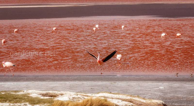 Озеро Красная лагуна в Боливии
