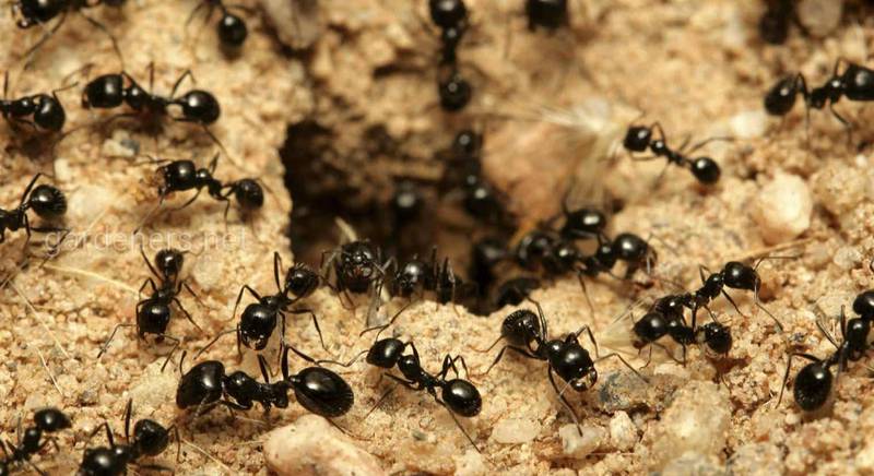 Как избавиться от муравьёв на участке