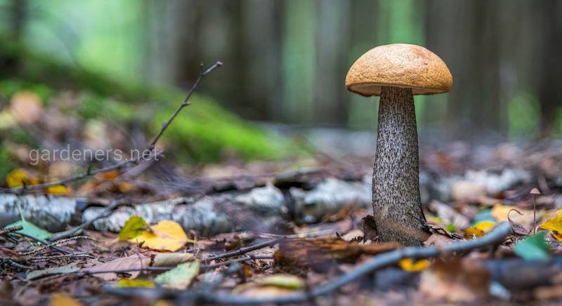 Лисички, подосиновики и белые грибы: лекарственные свойства даров леса