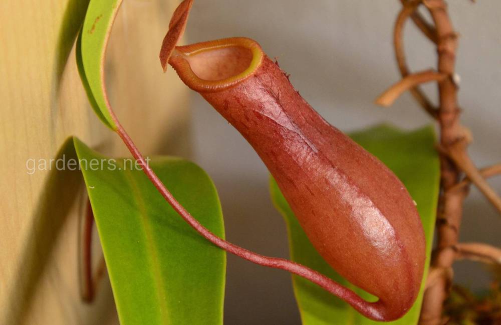Nepenthes x ventrata