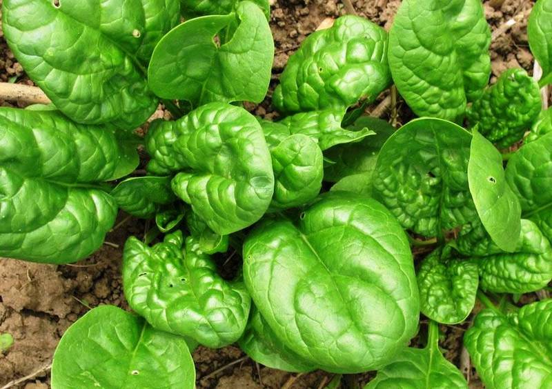 Гид по листовым салатам: какая зелень самая полезная