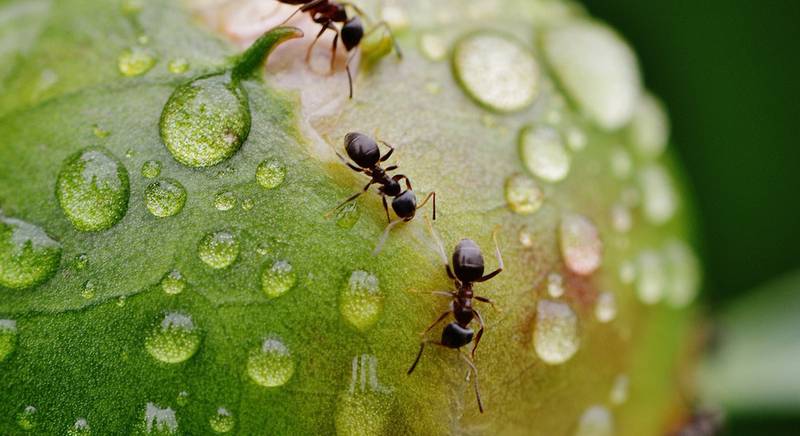 ТОП-15 способов борьбы с муравьями