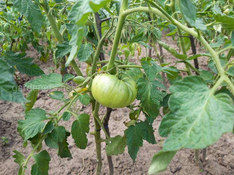 Почему не созревают томаты в теплице и открытом грунте? Часть 1