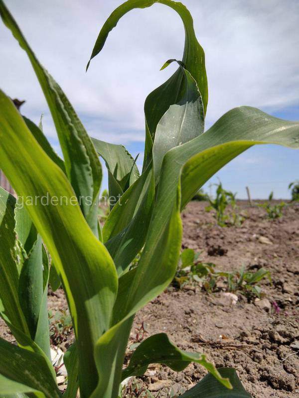 Які наслідки дефіциту азоту при вирощуванні кукурудзи?
