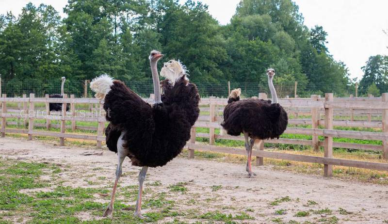 17 интересных фактов о страусах