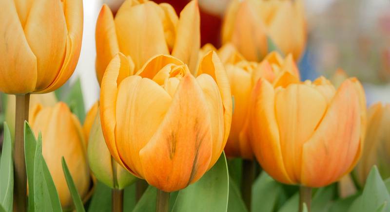 Тюльпаны: ТОП-15 интересных фактов