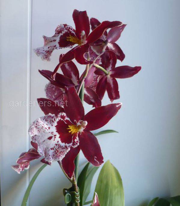 Орхидея Камбрия 