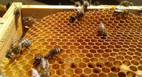 Американський гнилець — хвороба закритого бджолиного розплоду
