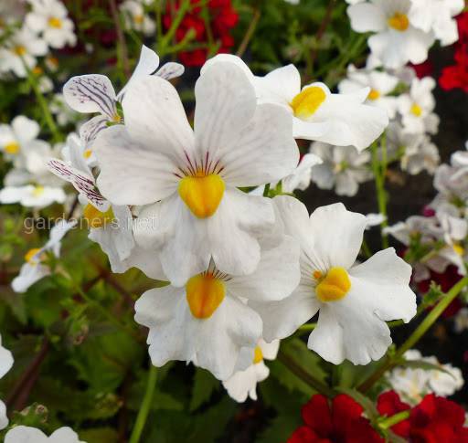 Nemesia Sunsatia Plus «Anona»