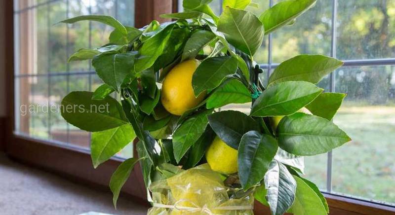 Как вырастить китайский лимон у себя на подоконнике?