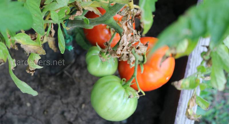 Чем подкормить помидоры в период плодоношения