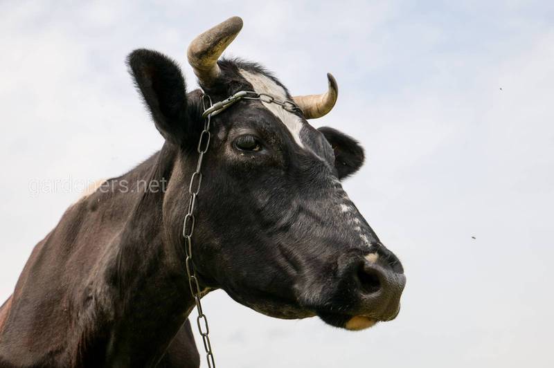 Как предотвратить и лечить кетоз у коровы?