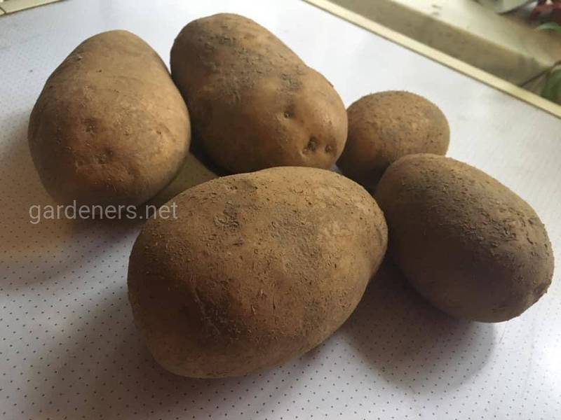 Вред картофеля 
