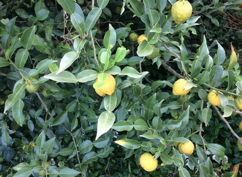 Лимон ічанський