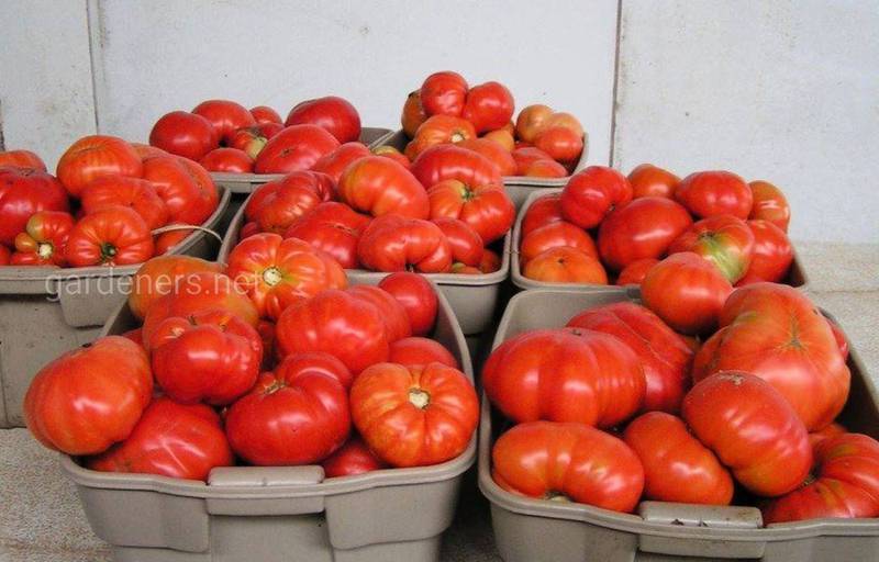 Основные правила ухода за томатами