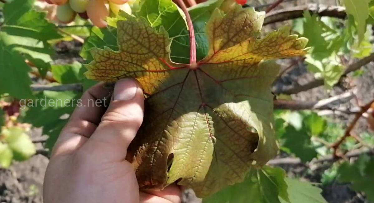 Вигляд хворого листя винограду
