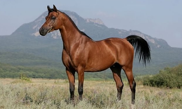 Карабахская лошадь: жемчужина Азербайджана