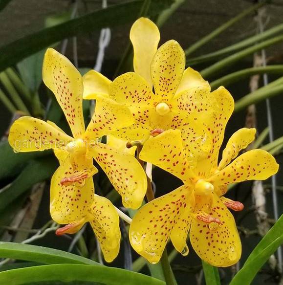 Период «орхидейной лихорадки»
