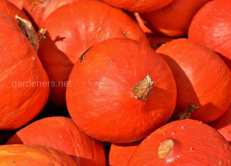 Як довше зберегти свіжість перцю, томатів, листяних овочів та гарбузових культур?