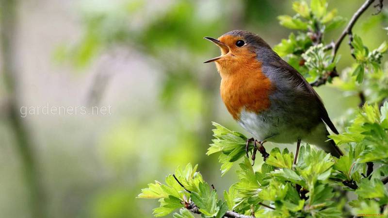 Птахи — наші союзники в боротьбі зі шкідниками саду та городу