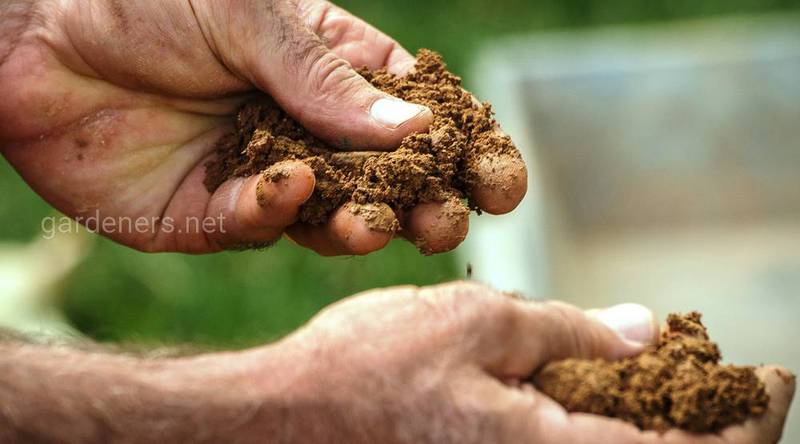 Обработка почвы перед высадкой рассады