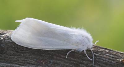 Американская белая бабочка