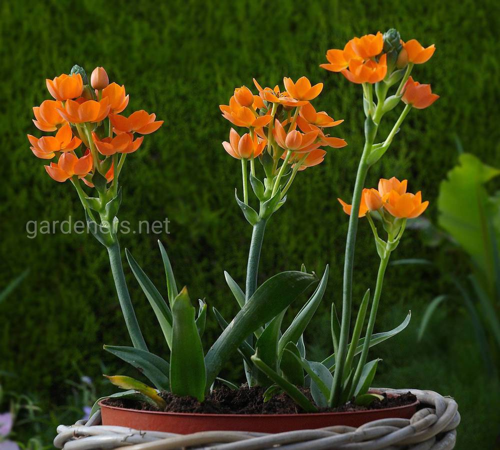 Ornithogalum