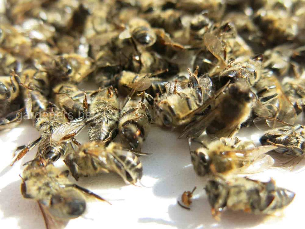 Що таке бджолиний підмор