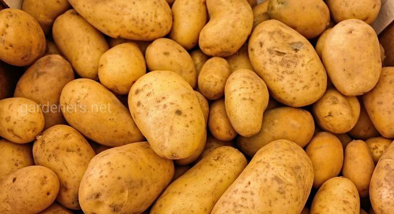 ТОП-8 причин неурожая картофеля