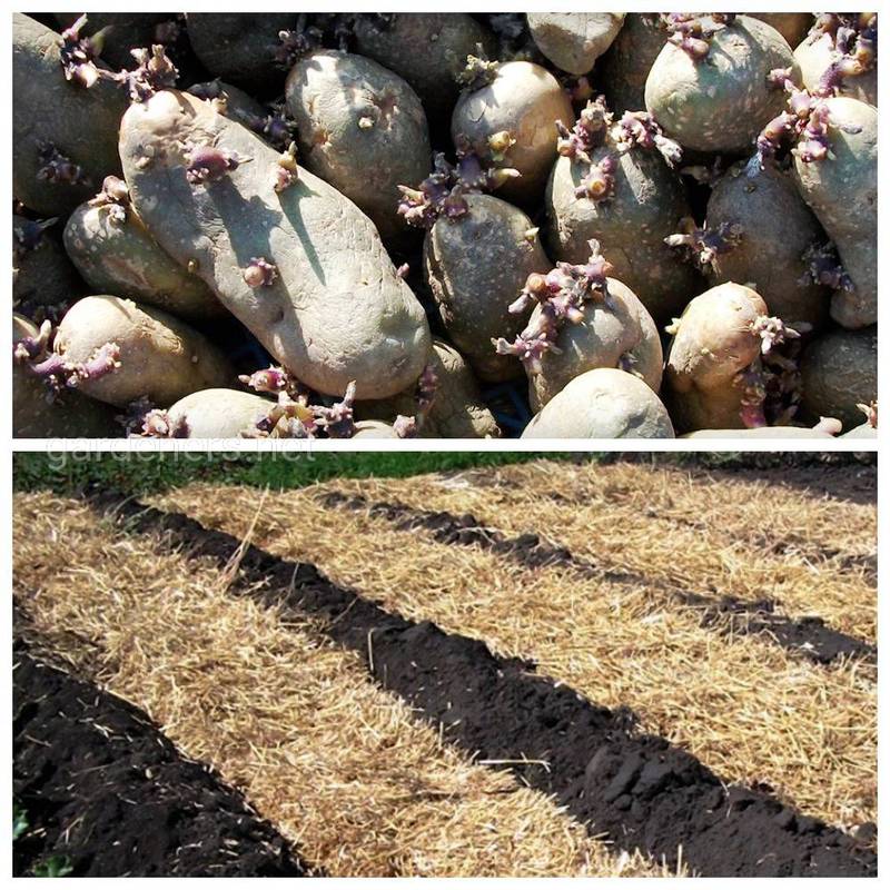 Що допоможе досягти стабільного врожаю картоплі? Обробка та підгодівля грунту!