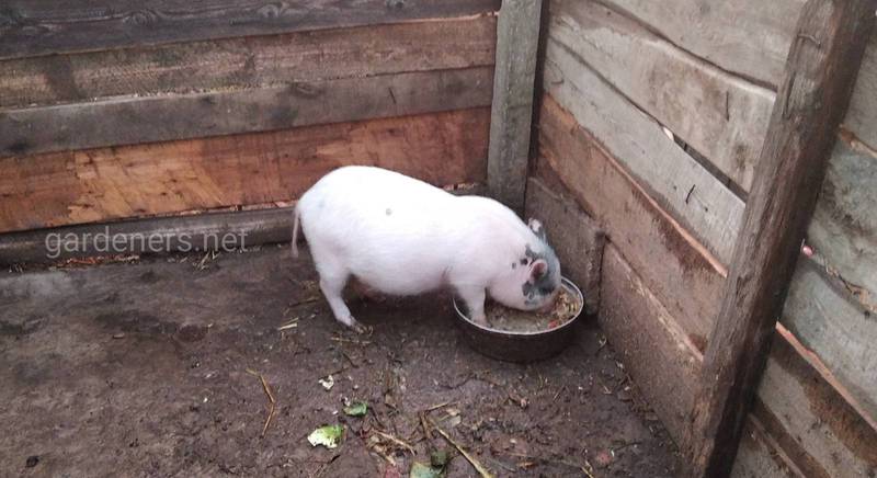 Догляд за домашніми свинями