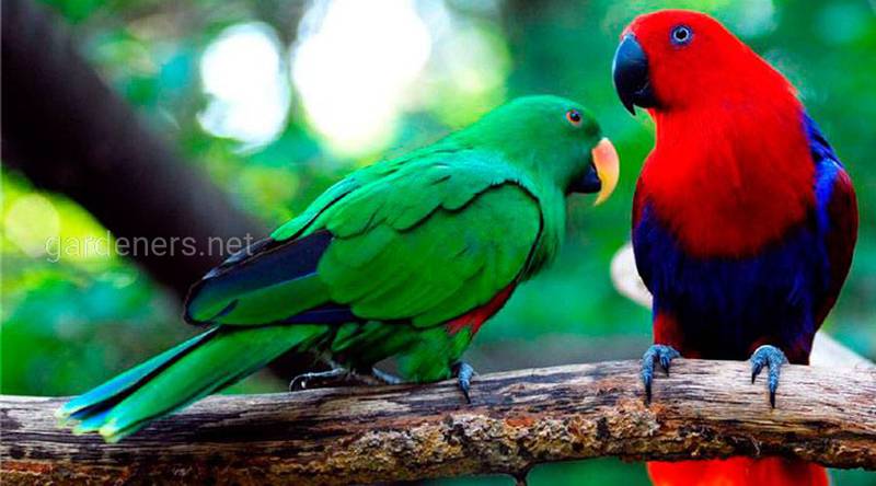 Птах Зелено-червоний папуга еклектус