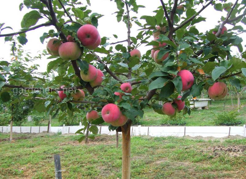 Як зменшити розвиток склоподібності плодів яблуні?