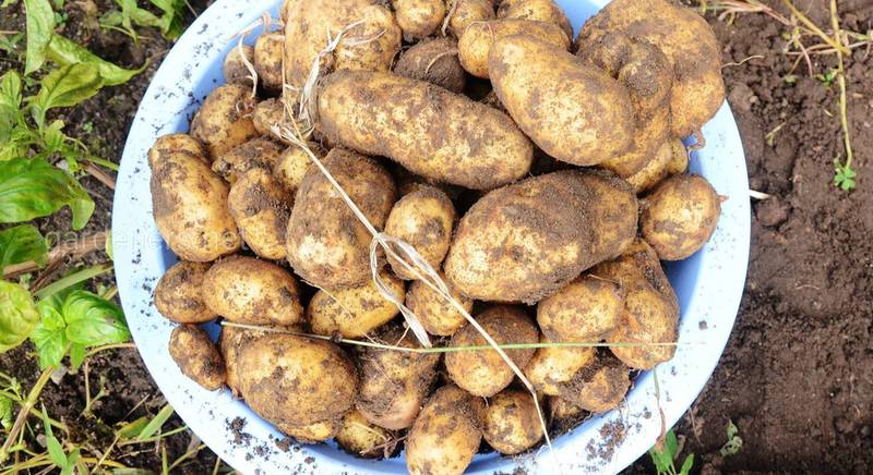 Гликемический индекс картофеля