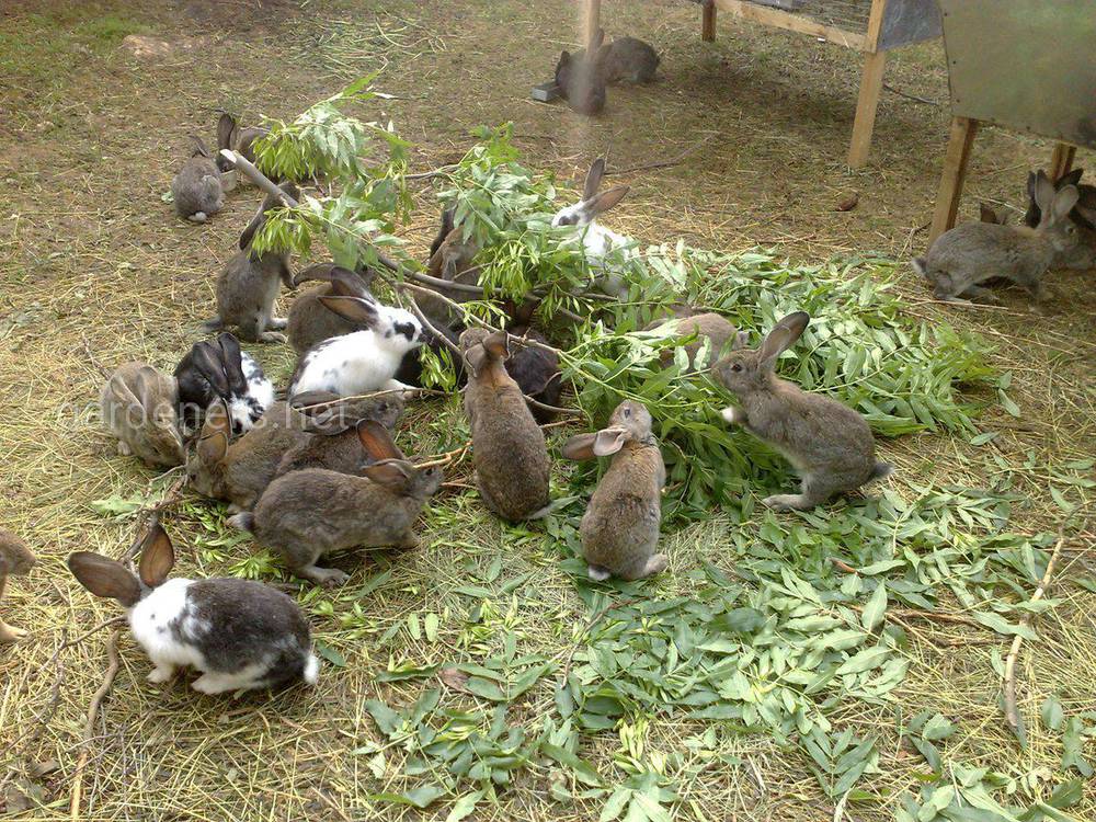 Как и чем кормить кролей