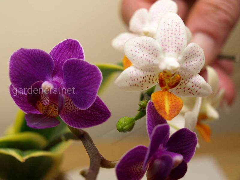 Какие условия благоприятны для выращивания орхидеи?