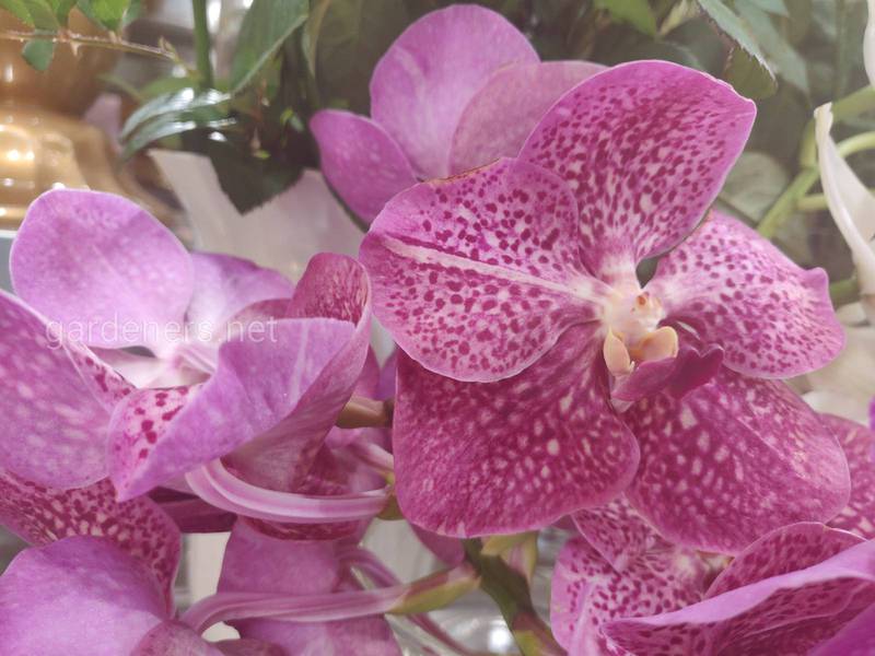 Як вирощувати шикарні квіти орхідеї?