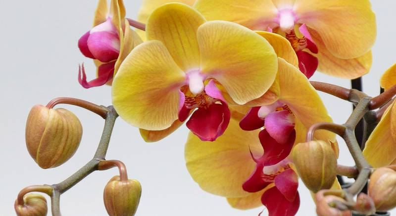 ТОП-6 мифов про орхидею