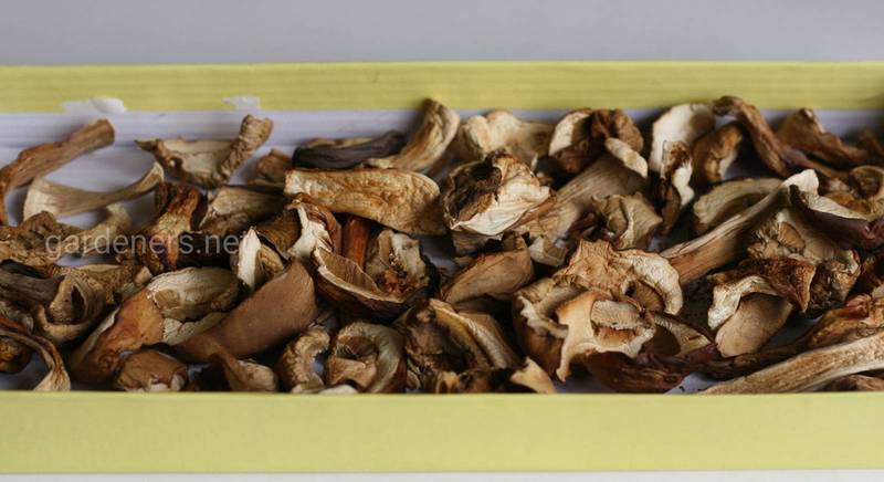 Сушим грибы: какие грибы и способы сушки