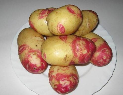 Лучшие для хранения сорта картофеля: посадка и уход