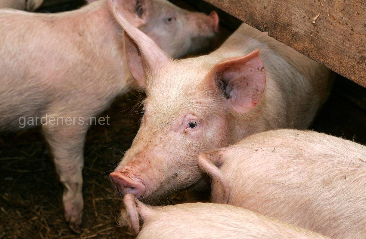 Степная свинья. Ландрас (порода свиней). Литовская белая порода свиней. Латвийская белая порода свиней. Украинская Степная белая свинья.