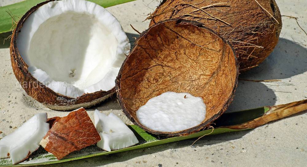 Вплив кокоса на здоров'я
