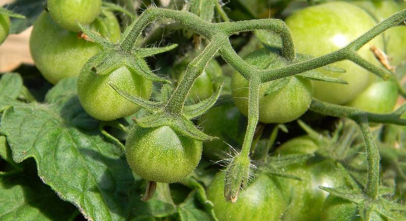 Как вырастить высокорослые томаты «китайским способом» в теплице