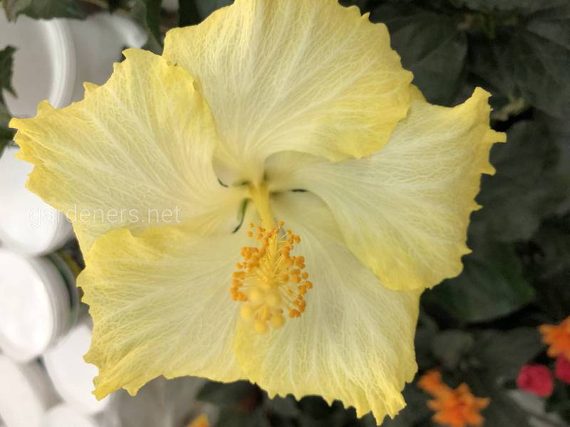 Гібісуцс - це Квітка з найбільшою символікою у світі