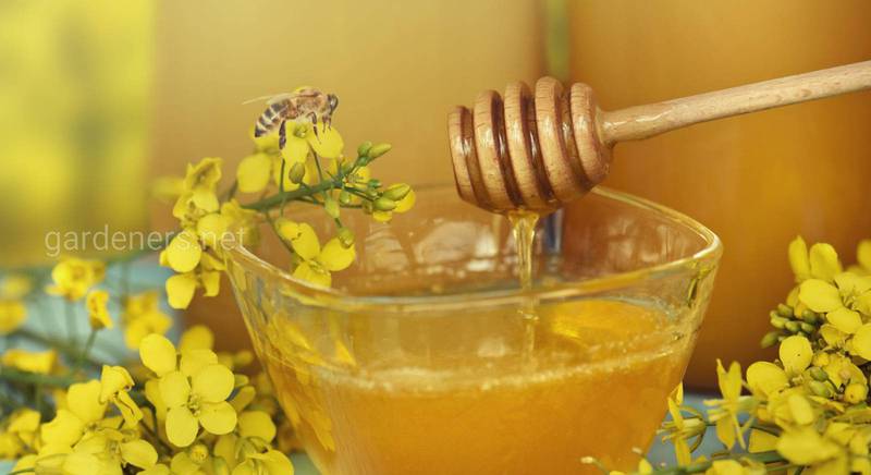 Ріпаковий мед – подарунок від самої природи