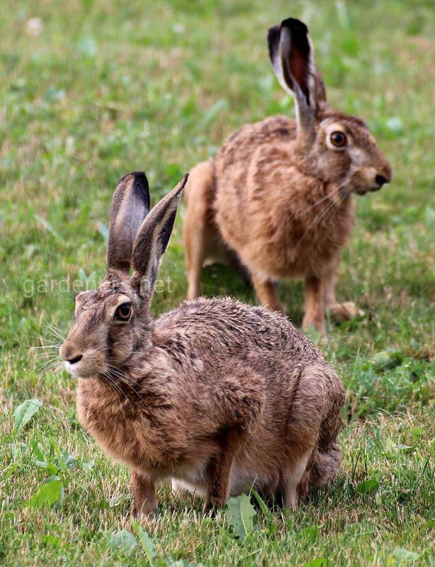15 интересных фактов про зайцев