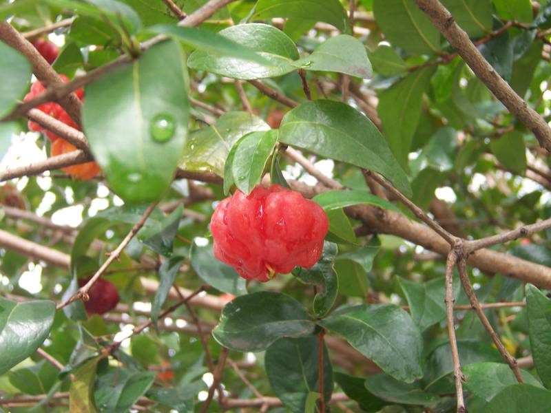 Суринамская вишня