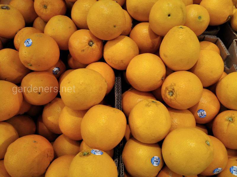 12 цікавих фактів про апельсини